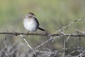 White-Crowned Sparrow Perched on a Barbed Wire Fence Royalty Free Stock Photo