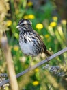 White-crowned sparrow perched on a marsh reed Royalty Free Stock Photo