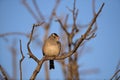 White-crowned sparrow resting on a Tree Branch