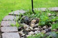 A White Crowned Sparrow standing on rocky, grassy ground filled with dropped birdseed Royalty Free Stock Photo