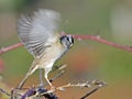 White Crowned Sparrow taking off Royalty Free Stock Photo