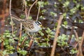 White crowned sparrow Royalty Free Stock Photo
