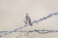 White-crowned Sparrow Zonotrichia leucophrys Gambel`s Subspecies Royalty Free Stock Photo