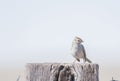 White-crowned Sparrow Zonotrichia leucophrys Gambel`s Subspecies Royalty Free Stock Photo