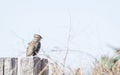 White-crowned Sparrow Zonotrichia leucophrys Gambel`s Subspecis Royalty Free Stock Photo