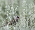 White-crowned Sparrow Zonotrichia leucophrys sage song bird