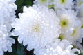 White Crysanthemum flowers. Bouquet of White Flowers, closeup. Flower background. Royalty Free Stock Photo