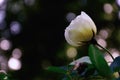 White CrÃÂ¨me Rose against the Black Background, Framed by Sun Glares