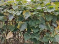 White cucumber plants, plants that are easy to grow in tropical climates.