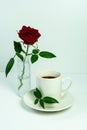 A white cup of coffee, a red rose on a white background. Breakfast. Morning with a cup of coffee. valentine`s day. Royalty Free Stock Photo