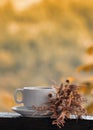 White cup of coffee or tea and dried flowers on balcony or terrace of country house against background of autumn garden Royalty Free Stock Photo