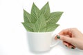 white cup full of leaves with female hand Royalty Free Stock Photo