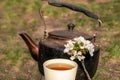 White cup, old grunge teapot blossom picnic mood