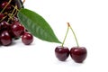 White cup with red sweet cherry on a white background. Royalty Free Stock Photo