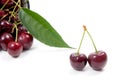 White cup with red sweet cherry on a white background. Royalty Free Stock Photo