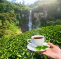 White cup with tea in hand on background of green tea plantation and mountain waterfall on Sri Lanka