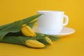 White cup of tea on a yellow background with yellow tulips