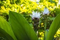 White Curcuma Flower Royalty Free Stock Photo