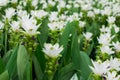 White curcuma flowers or siam tulip flower in the plantation garden or park for decorate landscape area or gardening of house Royalty Free Stock Photo