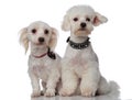 White curious bichon couple looking to side