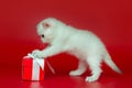 White, curious British kitten and gift