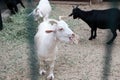 White curious goat bleating behind a fence in a zoo or on a farm. Breeding livestock for milk and cheese. Domestic animals held