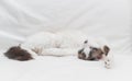 White curle devon rex lying on a sofa