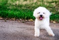 White curly Bishon Frise dog Royalty Free Stock Photo