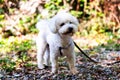 White curly Bishon Frise dog Royalty Free Stock Photo