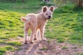 A white curly dog on a walk on a green clearing