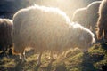 White curly sheep grazing in the mountains in the rays of the setting sun