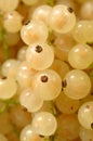 White currant Royalty Free Stock Photo