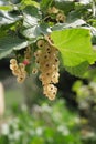 White currant