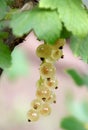 White currant Royalty Free Stock Photo