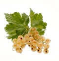 White currant