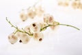 White currant