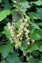 White currant berries Royalty Free Stock Photo