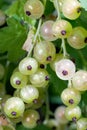 White currant berries