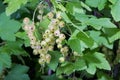 White currant berries Royalty Free Stock Photo