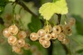 White currant berries on branches Royalty Free Stock Photo