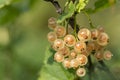 White currant berries on branches Royalty Free Stock Photo