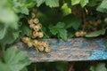 white currant berries on the bush, golden currants on a wooden board