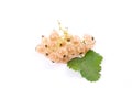 White currant berry isolated on white. A bunch of white currant. Royalty Free Stock Photo