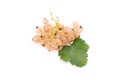 White currant berry isolated on white. A bunch of white currant Royalty Free Stock Photo