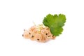 White currant berry isolated on white. A bunch of white currant Royalty Free Stock Photo