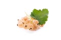 White currant berry isolated on white. A bunch of white currant Royalty Free Stock Photo