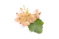 White currant berry isolated on white. A bunch of white currant Royalty Free Stock Photo