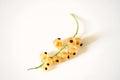 white currant berry on white, macro photo with natural light Royalty Free Stock Photo