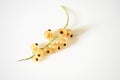 white currant berry on white, macro photo with natural light Royalty Free Stock Photo