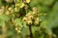 White currant Blanka Royalty Free Stock Photo